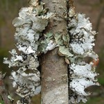 Platismatia tuckermanii