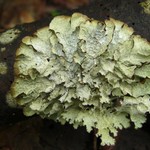 Platismatia tuckermanii