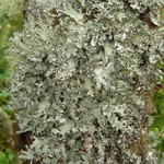 Platismatia tuckermanii