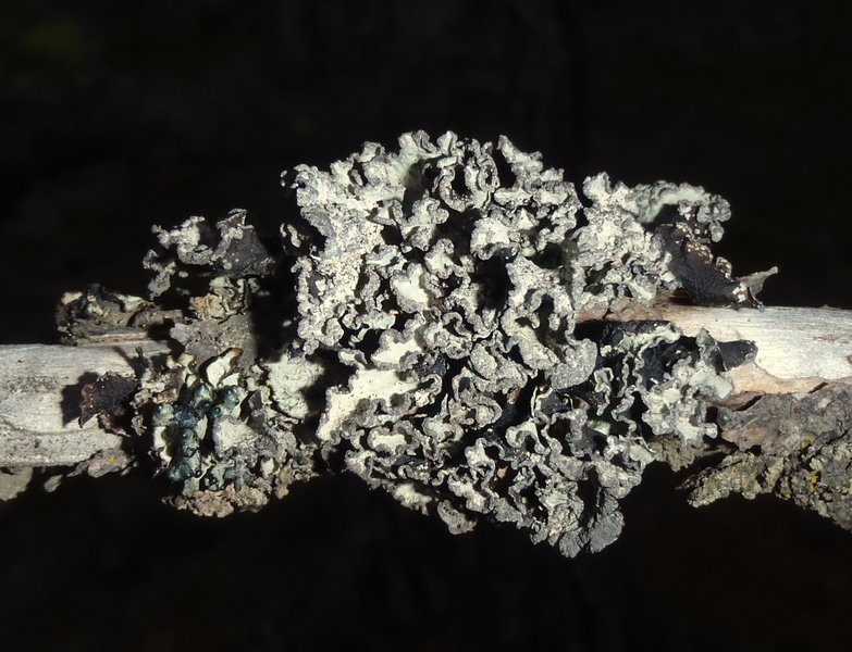 Platismatia wheeleri