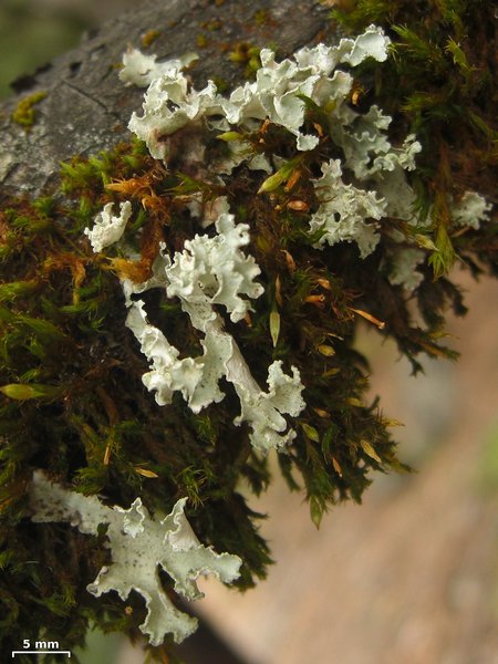 Platismatia wheeleri