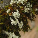 Platismatia wheeleri