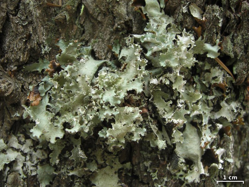 Platismatia wheeleri