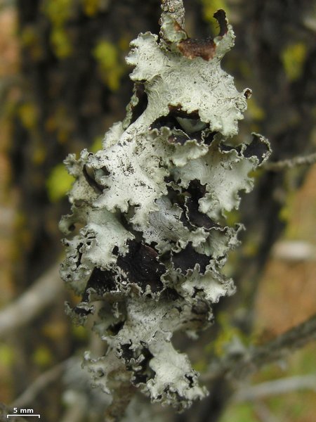 Platismatia wheeleri