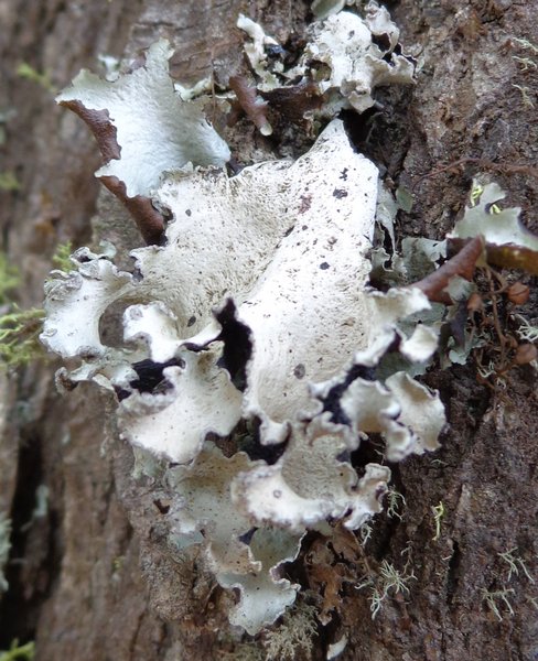 Platismatia wheeleri