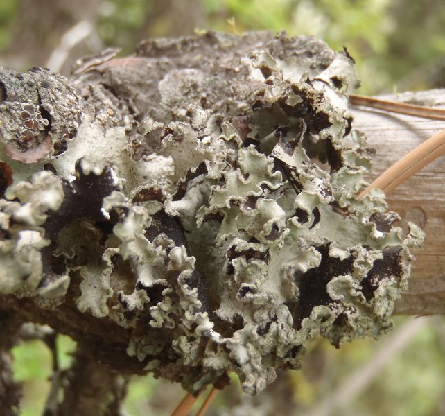 Platismatia wheeleri