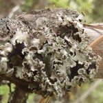 Platismatia wheeleri