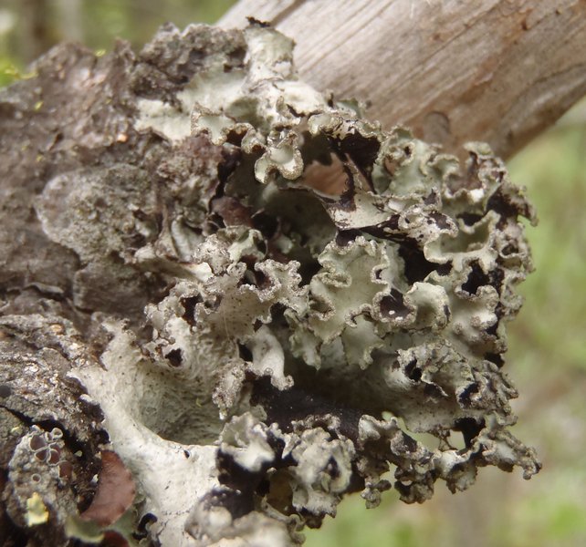 Platismatia wheeleri