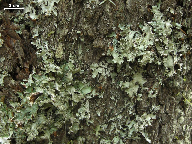 Platismatia wheeleri