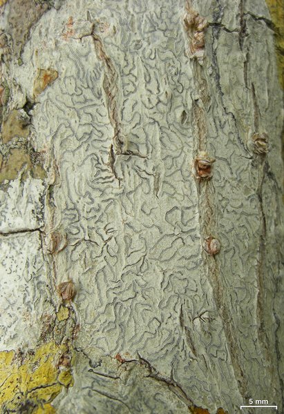 Platygramme pachnodes