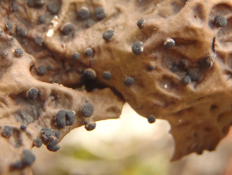 Plectocarpon lichenum