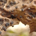 Plectocarpon lichenum