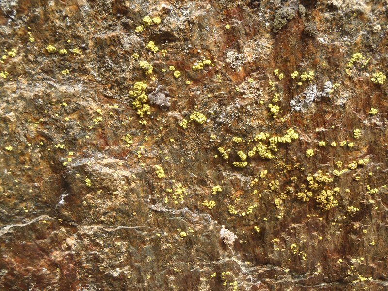 Pleopsidium chlorophanum
