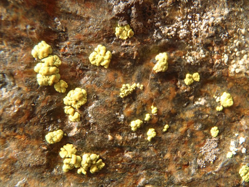 Pleopsidium chlorophanum