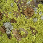 Pleopsidium flavum