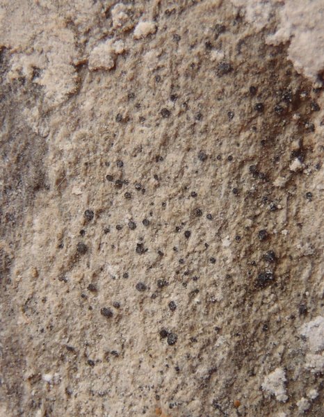 Polyblastia albida
