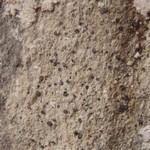 Polyblastia albida