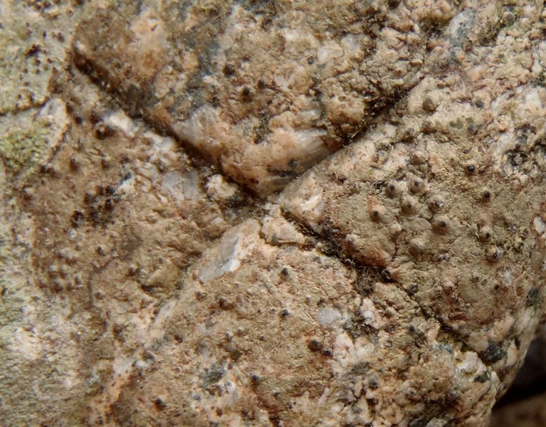 Polyblastia cruenta