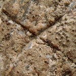 Polyblastia cruenta