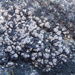 Polyblastia cucurbitula