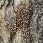 Polyblastia cucurbitula