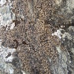 Polyblastia cucurbitula