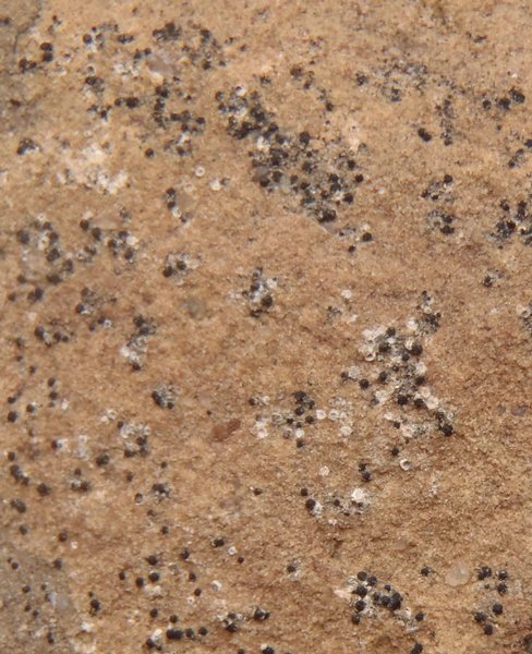 Polyblastia hyperborea