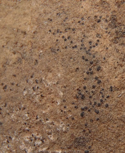 Polyblastia hyperborea