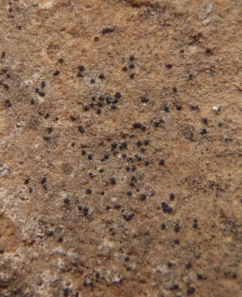 Polyblastia hyperborea