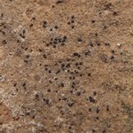 Polyblastia hyperborea