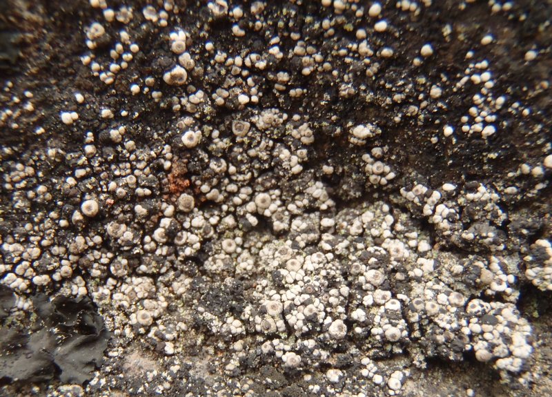 Polyblastia schaereriana