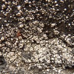 Polyblastia schaereriana