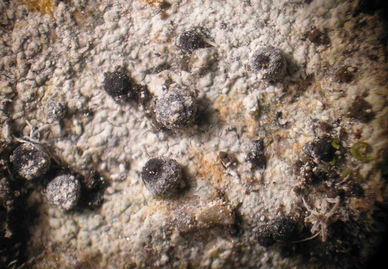 Polyblastia schaereriana