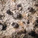 Polyblastia schaereriana