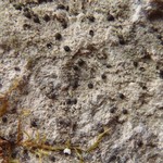 Polyblastia theleodes