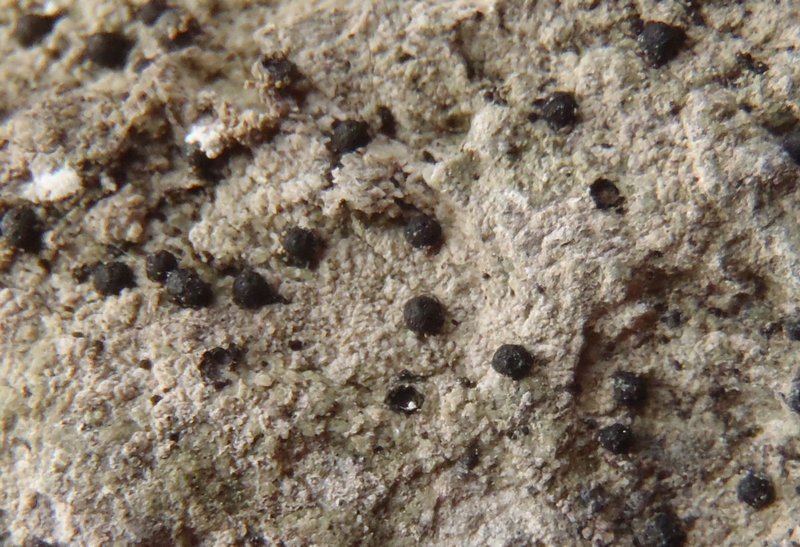 Polyblastia theleodes