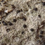 Polyblastia theleodes