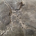 Polyblastia theleodes