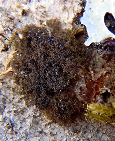 Leptogidium dendriscum