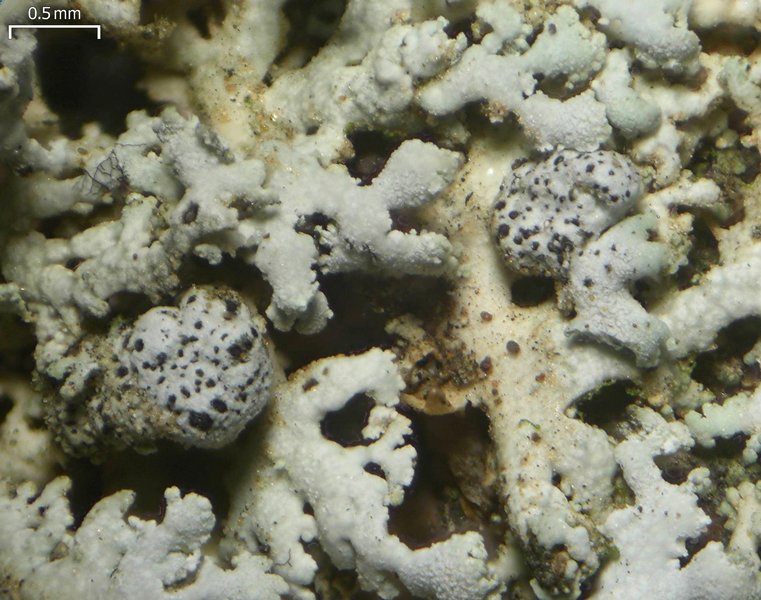 Polycoccum pulvinatum