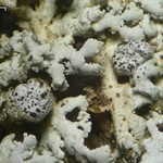 Polycoccum pulvinatum