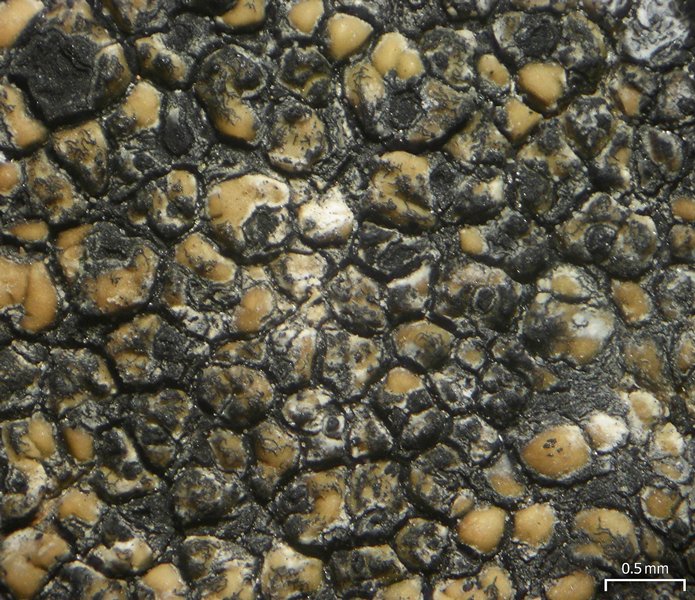 Polycoccum sporastatiae