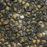 Polycoccum sporastatiae