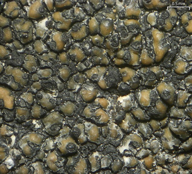 Polycoccum sporastatiae