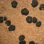 Polysporina gyrocarpa