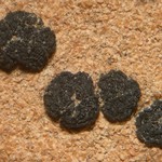 Polysporina gyrocarpa