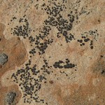 Polysporina gyrocarpa