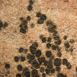 Polysporina gyrocarpa