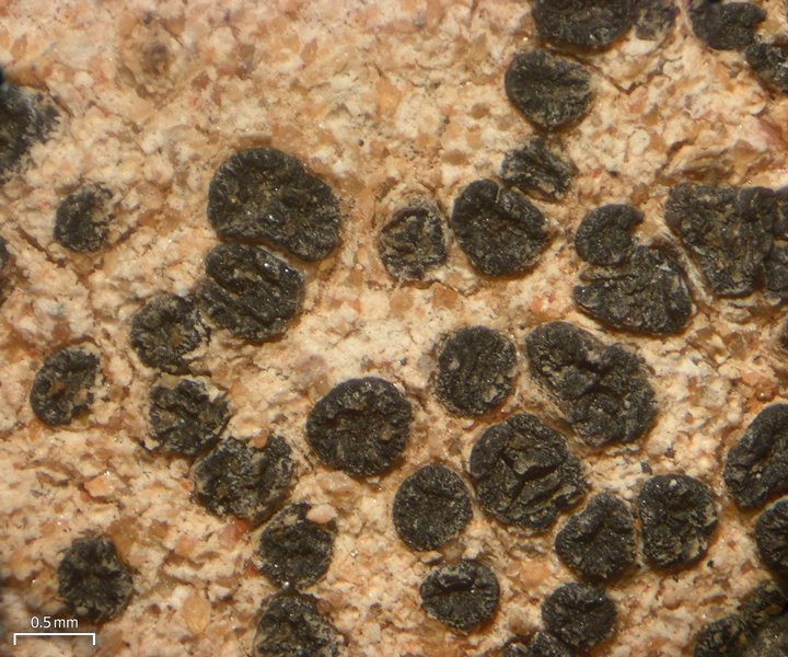 Polysporina gyrocarpa