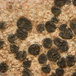 Polysporina gyrocarpa